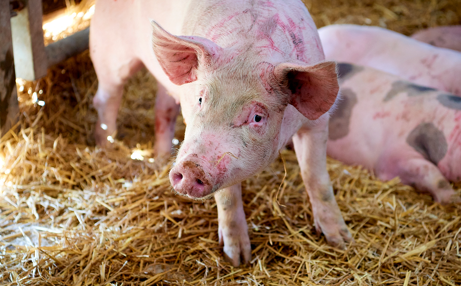 Les Prés Verts, vente de viande de cochon à la ferme