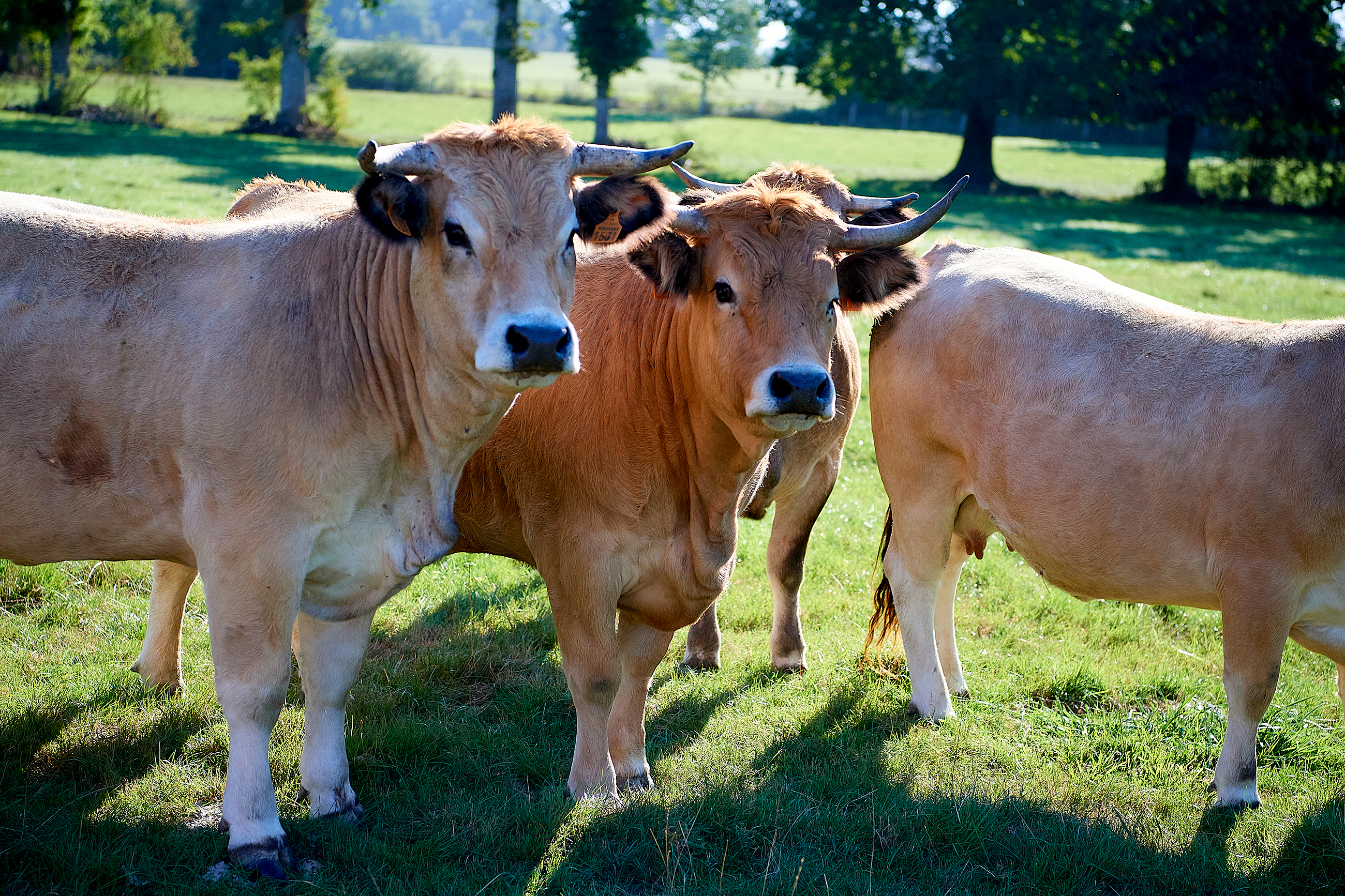 Les Prés Verts, vente de viandes bovines à la ferme, en Mayenne